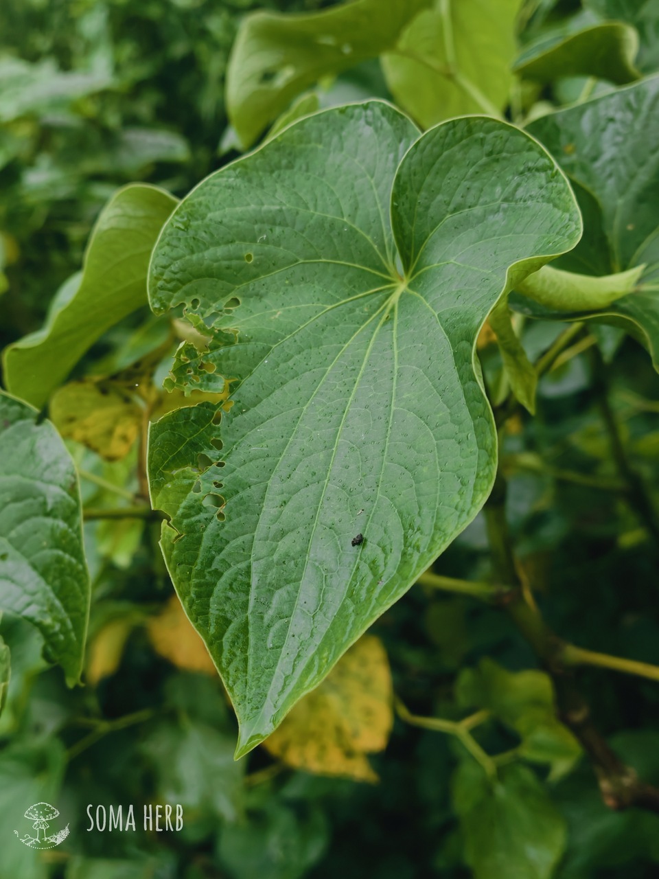 Green Flow – Instant Kava (Vanuatu) 10 g